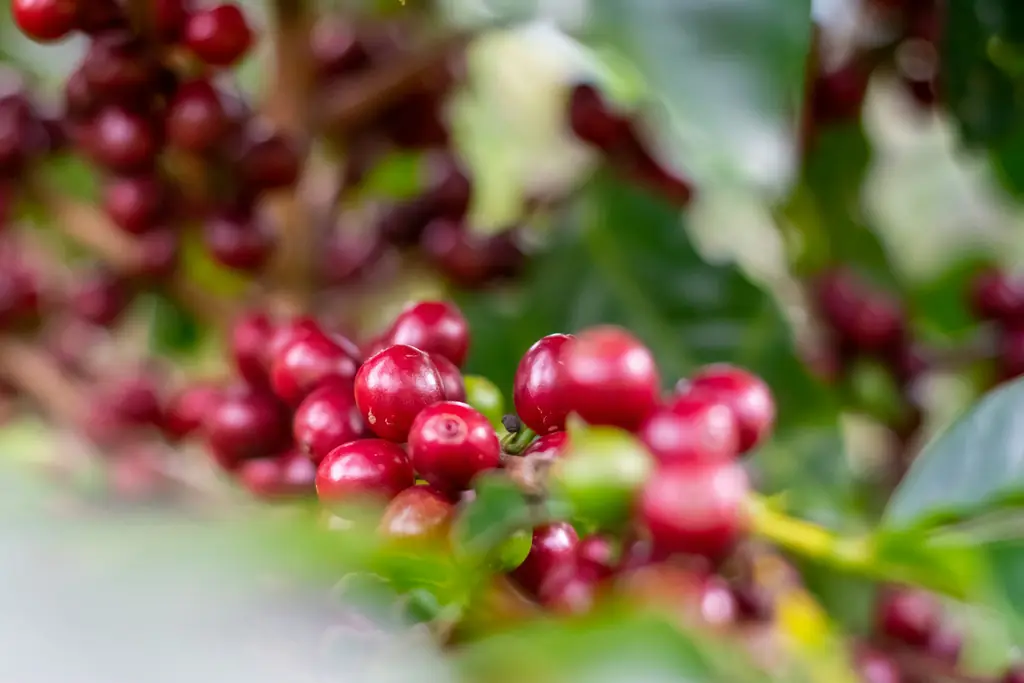 Granos de café maduros en la planta, en Poás, Costa Rica.